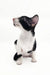 Cute black and white kitten ready to charm as a Quesa Oriental Shorthair