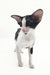 Cute Black and White Oriental Shorthair Cat in Quesa Oriental Shorthair Kitten product