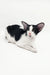 Black and white Oriental Shorthair kitten with large ears in Quesa product