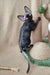 Hairless black cat climbing a scratching post for Quest Devon Rex Kitten product