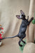 Hairless black cat climbing a scratching post of the Quest Devon Rex Kitten