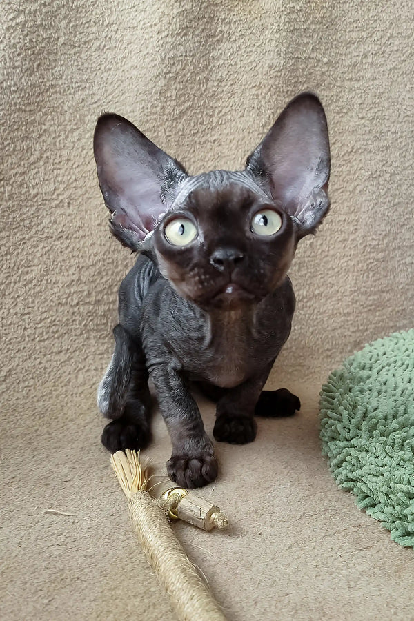 Wrinkled black Devon Rex kitten from Quest, perfect for cuddles and playtime fun
