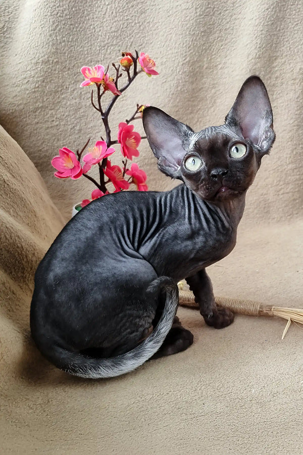 Wrinkled black Sphynx cat showcasing its charm in Quest Devon Rex Kitten product