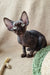 Wrinkled dark-skinned Sphynx cat featured in Quest Devon Rex Kitten product