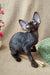 Wrinkled hairless Sphynx cat with a cute playful vibe in Quest Devon Rex Kitten product