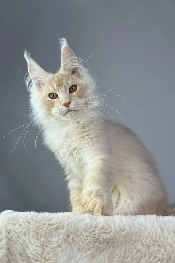 Cream-colored Maine Coon cat featured in Quest Maine Coon Kitten product