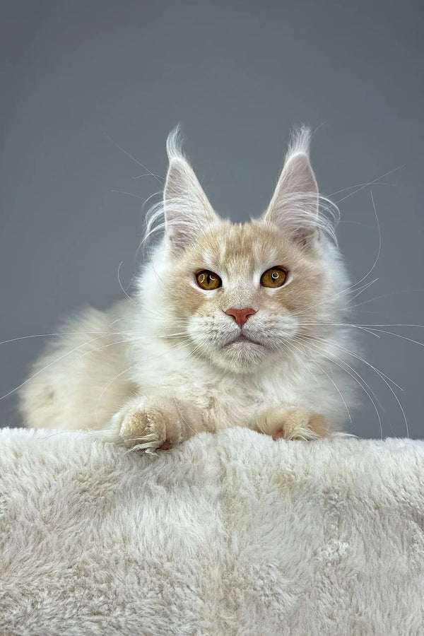 Cute Cream-colored Maine Coon cat featured in Quest Maine Coon Kitten product