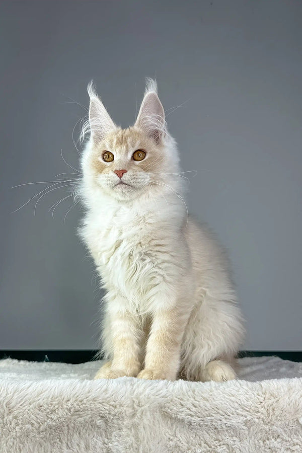 Cream-colored Maine Coon cat featured in Quest Maine Coon Kitten product