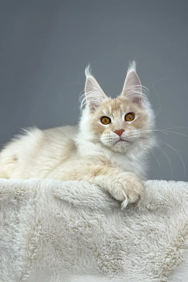Cream-colored Maine Coon cat featured in Quest Maine Coon Kitten product