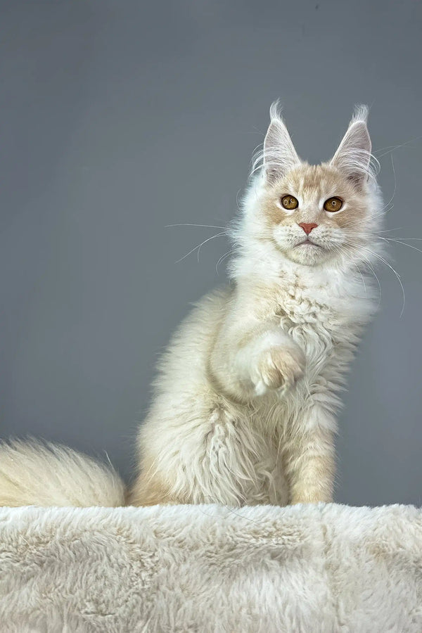 Cream-colored Maine Coon cat from Quest Maine Coon Kitten collection