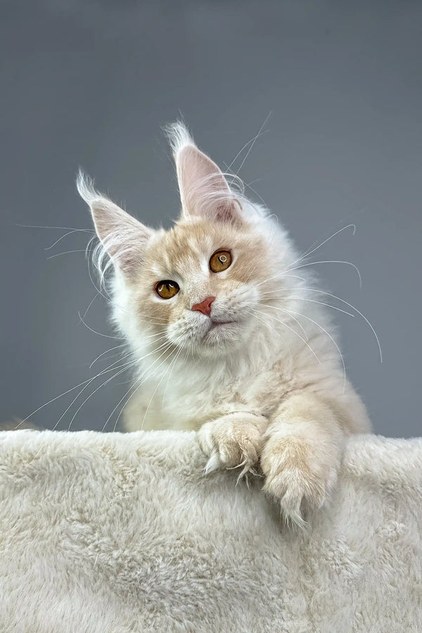 Cream-colored Maine Coon kitten for sale in Quest Maine Coon Kitten product