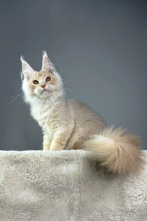 Cream-colored Maine Coon cat in the Quest Maine Coon Kitten product