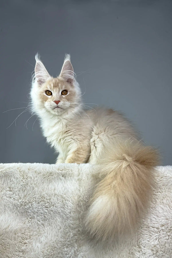 Cream-colored Maine Coon cat featured in Quest Maine Coon Kitten product