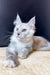 Gray and white Maine Coon kitten with pointed ears and golden eyes in Quest product