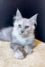 Silver-gray Maine Coon kitten with yellow eyes and cute ear tufts in Quest product