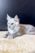 White Maine Coon kitten with yellow eyes relaxing on a light surface in Quest product