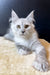 White Maine Coon kitten with green eyes and pointed ears, named Quest