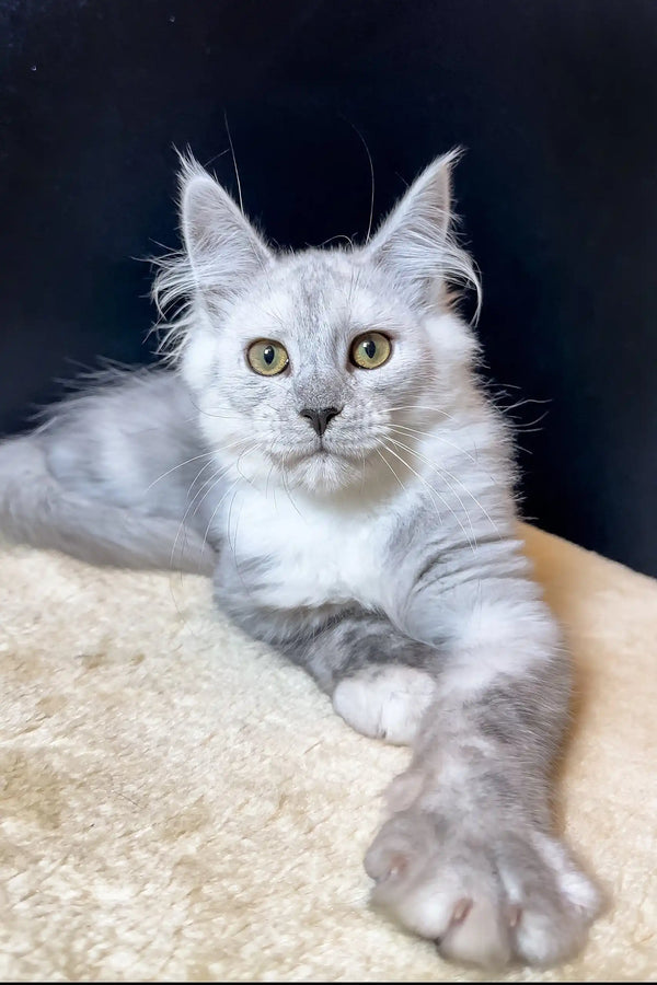 White and grey Maine Coon kitten with bright yellow eyes for Quest product