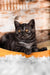 Quest | scottish straight kitten