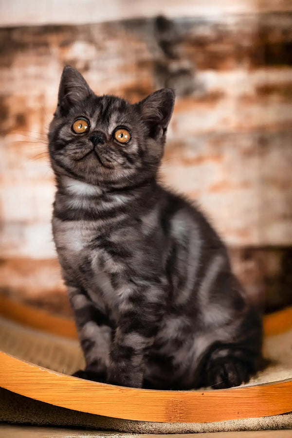 Quest | scottish straight kitten