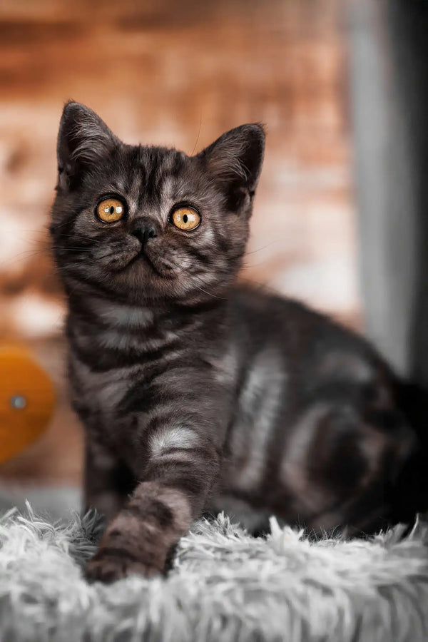 Black Cat Black Smoke British Shorthair Kittens For Sale Domestic