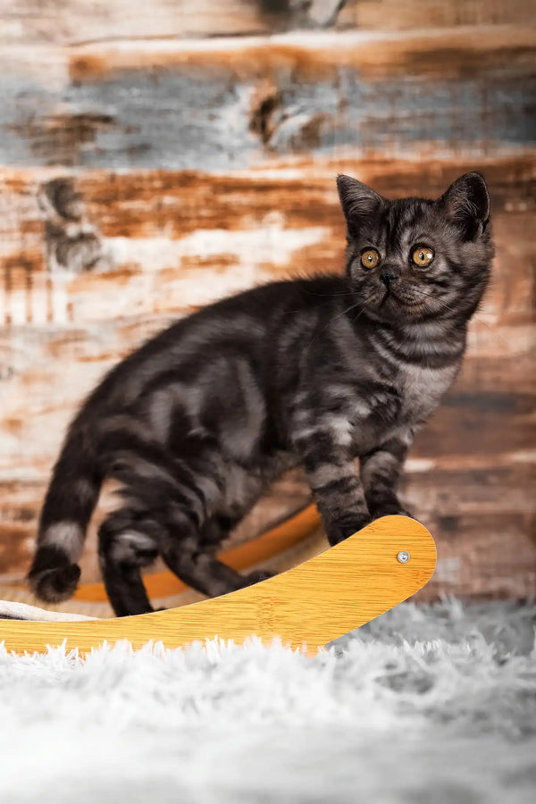 Quest | scottish straight kitten
