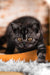 Quest | scottish straight kitten