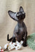 Hairless black Devon Rex kitten Quetta with cute large ears ready for cuddles