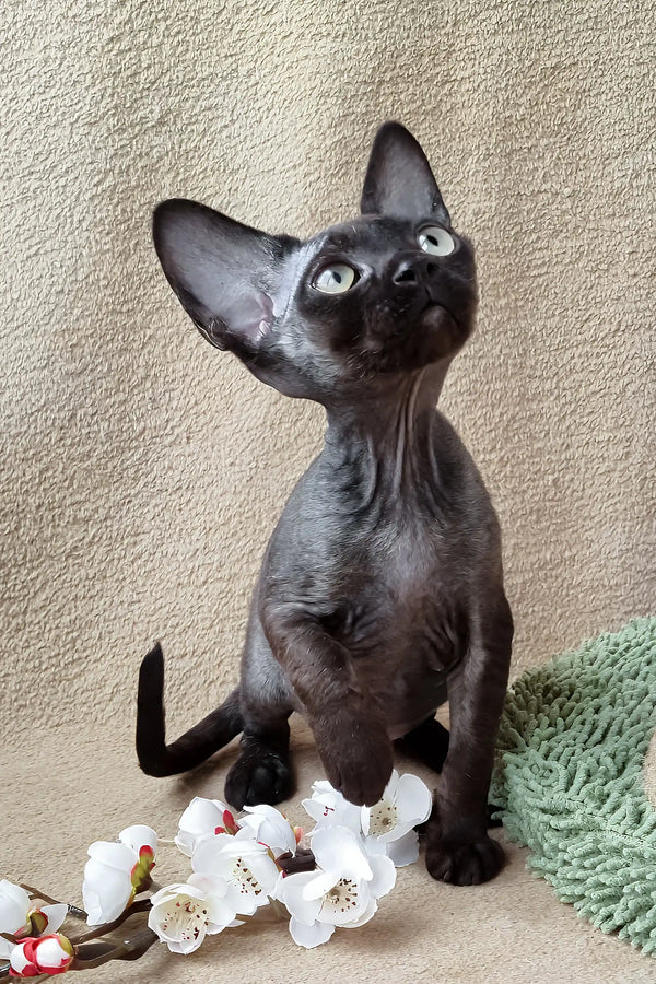 Hairless black Devon Rex kitten Quetta with cute large ears ready for cuddles
