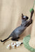 Hairless cat playing happily with a toy in Quetta, a cute Devon Rex Kitten