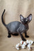 Hairless gray Devon Rex kitten named Quetta, looking playful and adorable