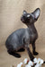 Wrinkled dark-skinned cat in the Quetta Devon Rex Kitten product display