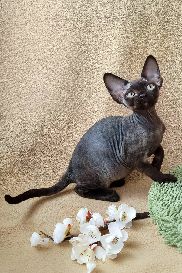 Wrinkled dark-skinned Devon Rex kitten named Quetta looking adorable and playful