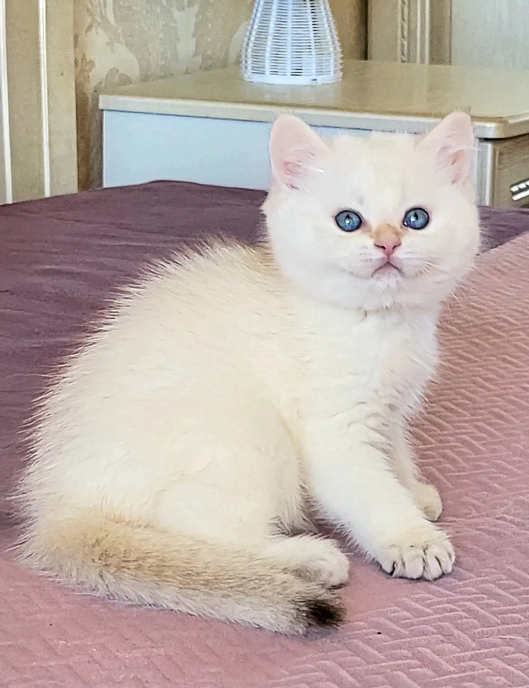 Adorable White British Shorthair Kitten with bright blue eyes on pink surface