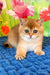 Quiana | scottish straight kitten