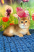 Quiana | scottish straight kitten