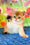 Quiana | Scottish Straight Kitten