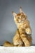 Ginger Maine Coon kitten in Quickstep product, playful and adorable companion