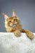 Orange Maine Coon cat in Quickstep product for playful and cuddly kitten vibes