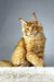 Orange Maine Coon cat in Quickstep Maine Coon Kitten product display