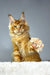 Cute Orange Maine Coon kitten in Quickstep | Maine Coon Kitten product display