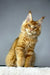 Orange Maine Coon kitten on Quickstep product, super cute and playful!