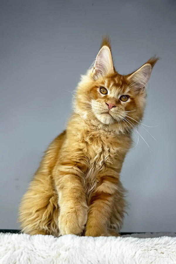 Orange Maine Coon kitten on Quickstep product, super cute and playful!