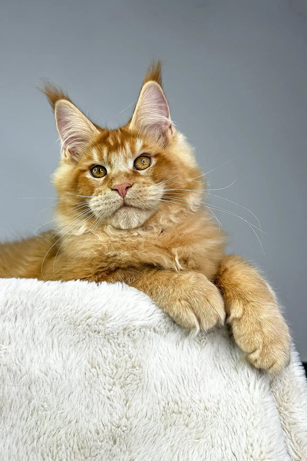 Cute Orange Maine Coon cat showcasing the Quickstep Maine Coon Kitten product