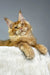 Orange Maine Coon cat in the Quickstep Maine Coon Kitten product display