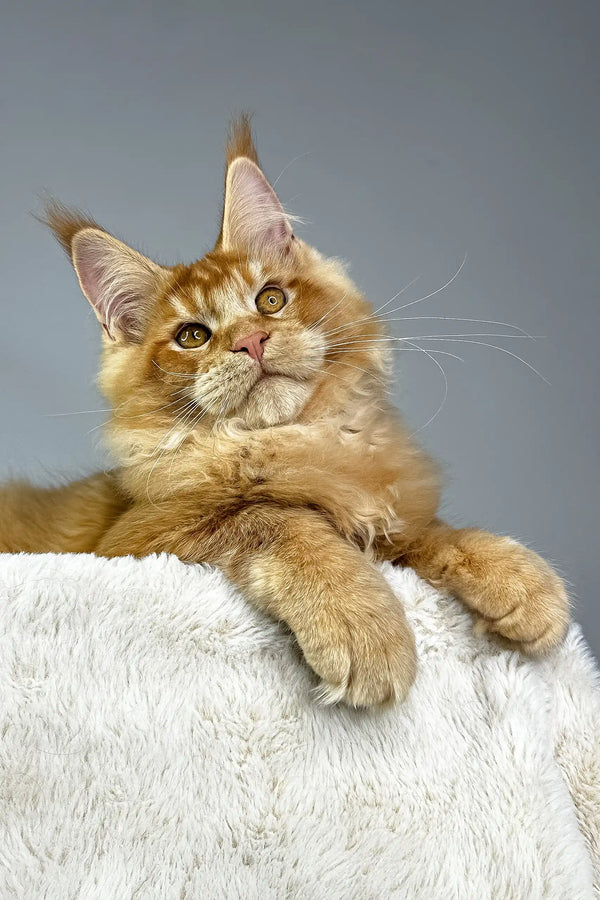 Orange Maine Coon cat in the Quickstep Maine Coon Kitten product display