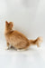 Fluffy orange Maine Coon kitten looking up, perfect for the Quilt | Maine Coon Kitten