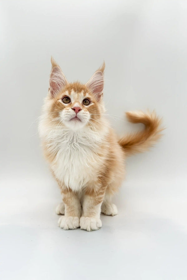 Adorable Maine Coon kitten with ear tufts and fluffy coat on a red silver quilt