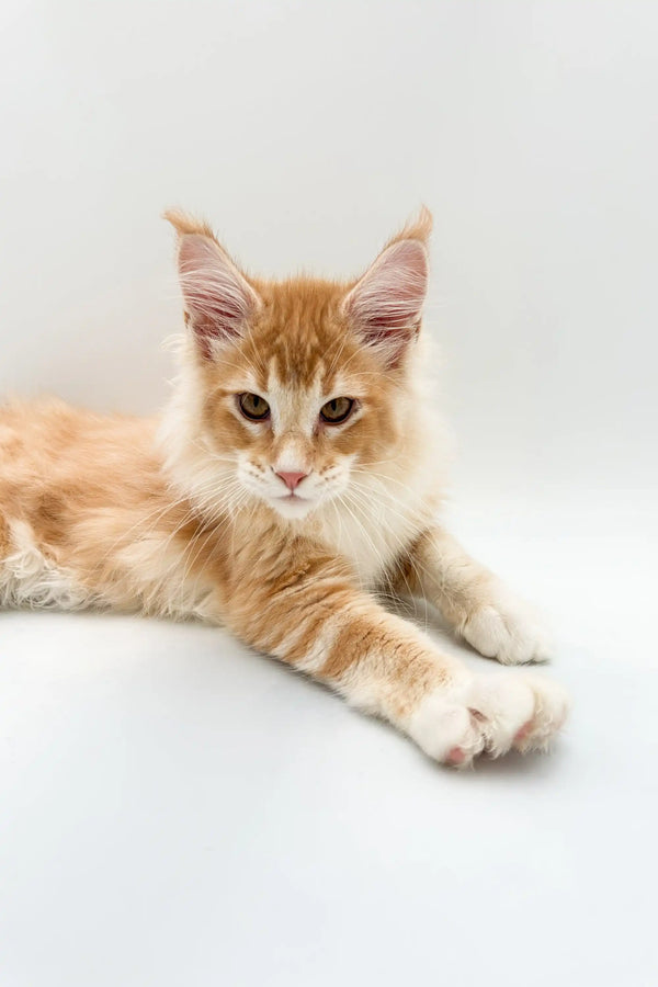 Maine Coon Kitten with long fur and ear tufts in red silver, perfect for cat lovers