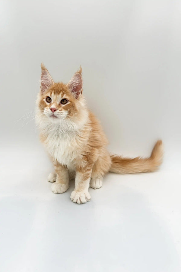 Fluffy Maine Coon kitten in red silver sitting upright on a cozy quilt